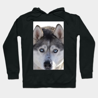 Husky Hoodie